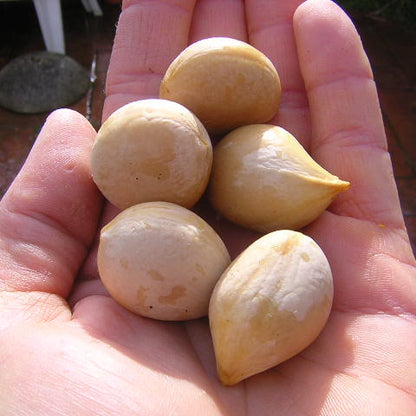 Cycas revoluta  - cicas (Vaso quadro 12x12x20 cm)