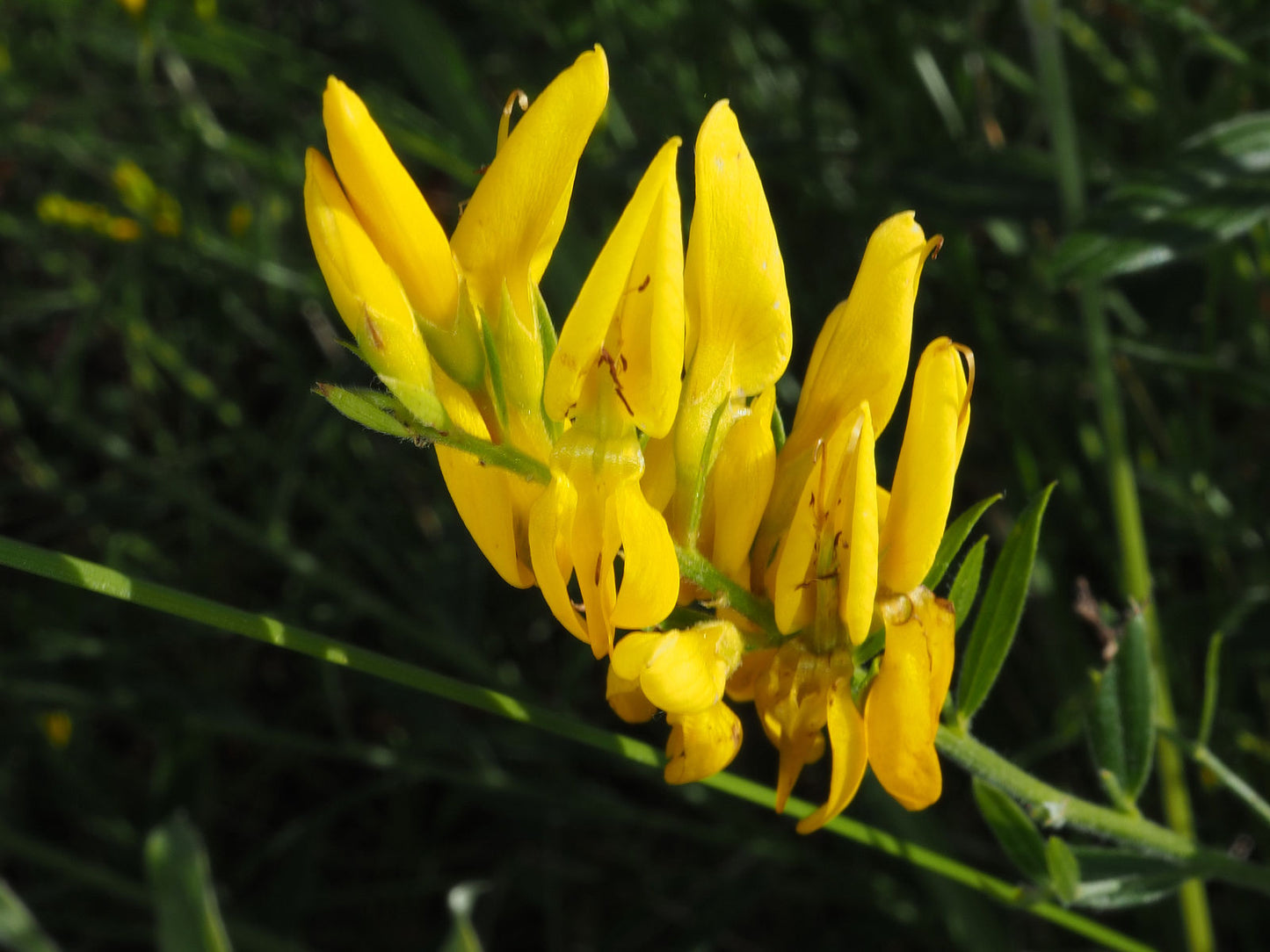 Genista tinctoria - minor broom (Forestry broom)