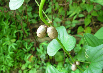 Dioscorea batatas - plant of light (Square vase 9x9x20 cm)