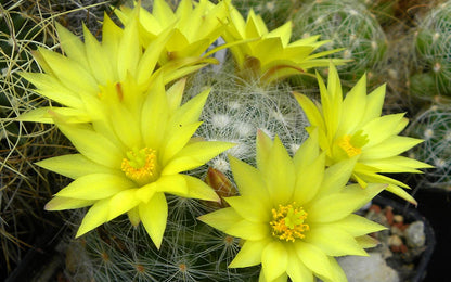 Dolichothele (sin. Mammillaria) surculosa - mammillaria a fiori grandi (Vaso 10 cm)