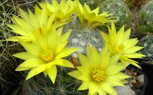 Dolichothele (syn. Mammillaria) surculosa - large-flowered mammillaria (10 cm pot)