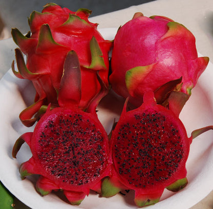 Hylocereus undatus - Rosso - Dragon Fruit (Vaso 12cm) 10-30 cm