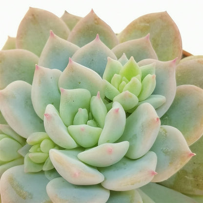 Echeveria prolifica - echeveria cespitosa (Pianta da seminiera)