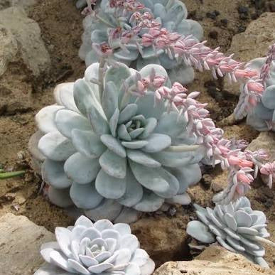 Echeveria laui - echeveria porcellana (Vaso quadro 7x7x8 cm)