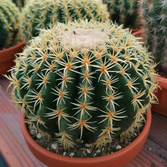 Echinocactus grusonii - mother-in-law's cushion (Square vase 7x7x10 cm)