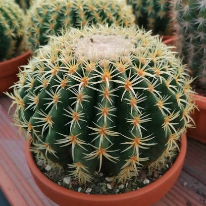 Echinocactus grusonii - cuscino della suocera  (Alveolino)