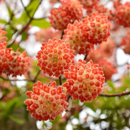 Edgeworthia chrysantha cv "red dragon" VivaiMDB