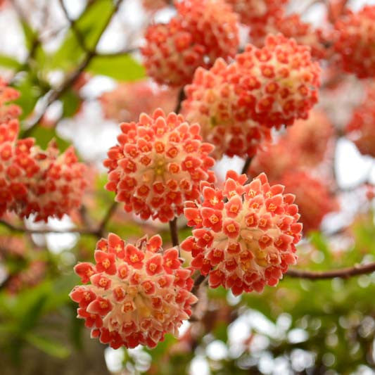 Edgeworthia chrysantha cv "red dragon" VivaiMDB