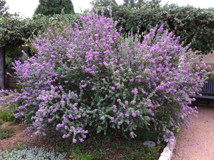 Leucophyllum Frutescens - Leucophyll, Barometer Plant (15 Cm Pot)