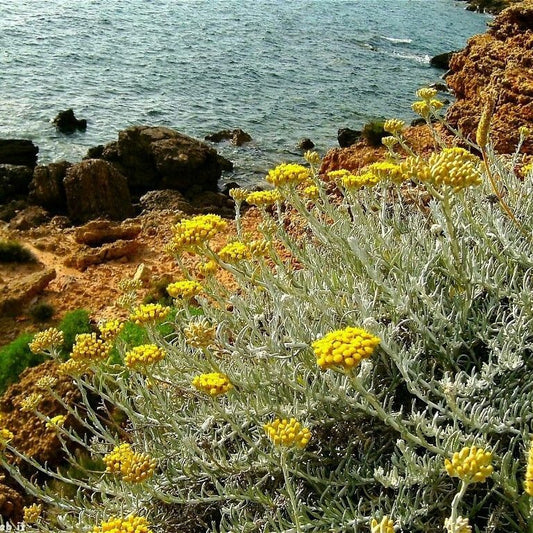 Helichrysum italicum - Helichrysum (Forest honeycomb)