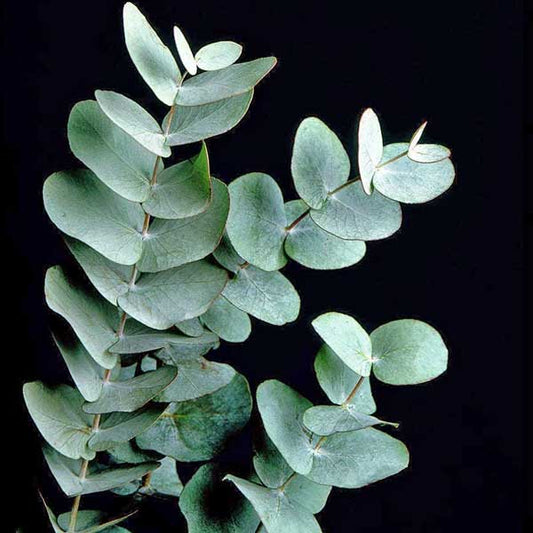 Eucalyptus cinerea - silver dollar (Square vase 9x9x20 cm)