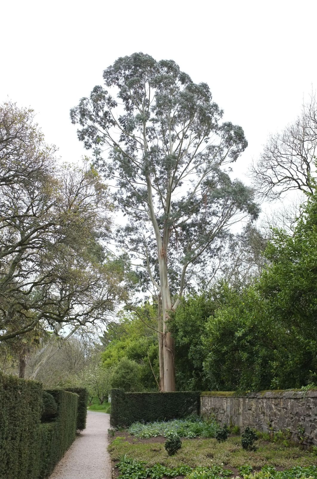 Eucalyptus parvifolia - small-leaved eucalyptus (Square vase 9x9x20 cm)