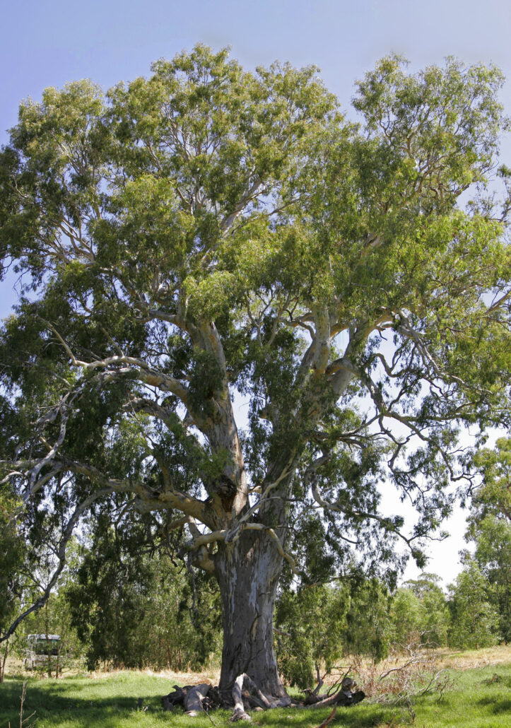 Eucalyptus camaldulensis - red eucalyptus (forest bush)