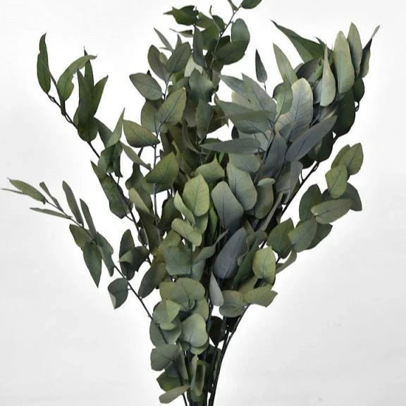 Eucalyptus stuartiana - eucalipto della neve (Vaso quadro 9x9x20 cm)