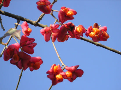 Euonymus europaeus - berretta del prete (Vaso 18 cm)