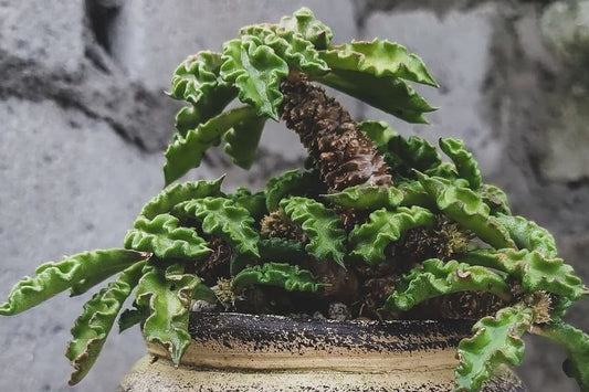 Euphorbia decaryi var. spirosticha - creeping euphorbia, Nazareth palmette (5 cm pot)