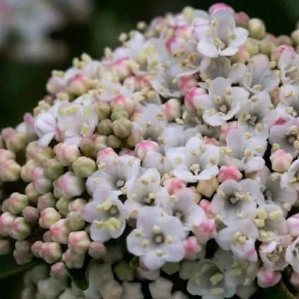 Viburnum tinus cv. “eve price” - tino compatto (Vaso quadro 7x7x8 cm)