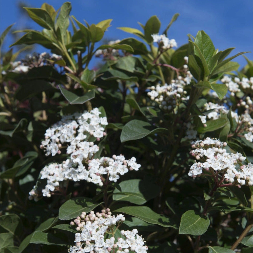Viburnum tinus cv. “eve price” - Tino Compatto (Vaso 18 cm)