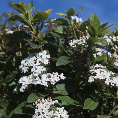 Viburnum tinus cv. “eve price” - Tino Compatto (Vaso 18 cm)