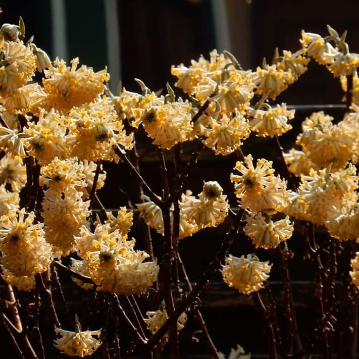 Edgeworthia chrysantha  - (Vaso quadro 12x12x20 cm)