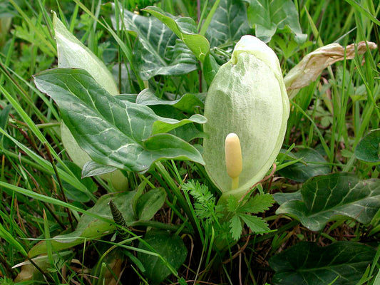 Arum italicum - light gigaro (15 seeds)