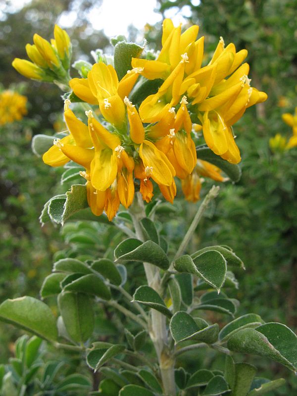 Medicago arborea - tree alfalfa (25 seeds)