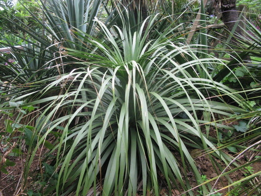 Nolina hibernica "La Pena, Siberica" ​​- smoke-eating plant (Square pot 7x7x10 cm)