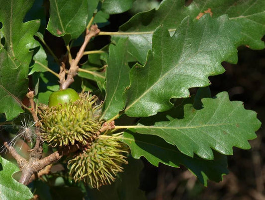 Quercus cerris - cerro (Alveolo forestale)