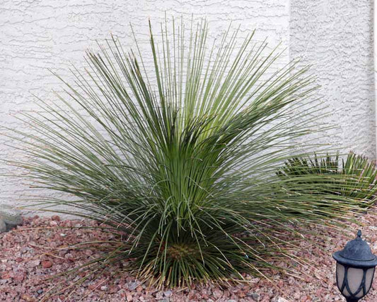 Dasylirion quadrangulatum - dasilirio (Vaso quadro 7x7x10 cm)