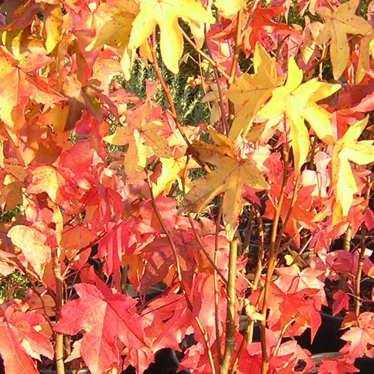 Liquidambar styraciflua foglie VivaiMDB