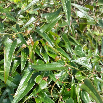Smilax aspera - sarsaparilla, sarsaparilla (forest honeycomb)