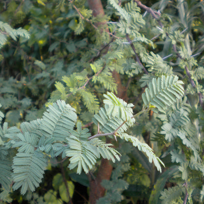 Acacia caven - (Alveolo forestale)