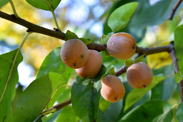 Diospyros lotus - St. Andrew's tree (15 seeds)