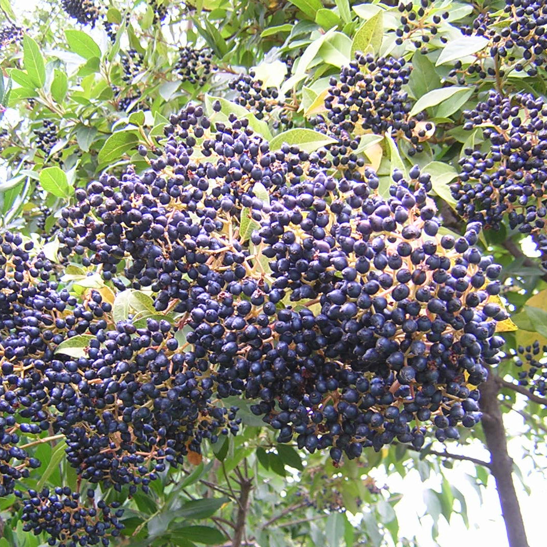 Viburnum tinus - Tino (Alveolo forestale)