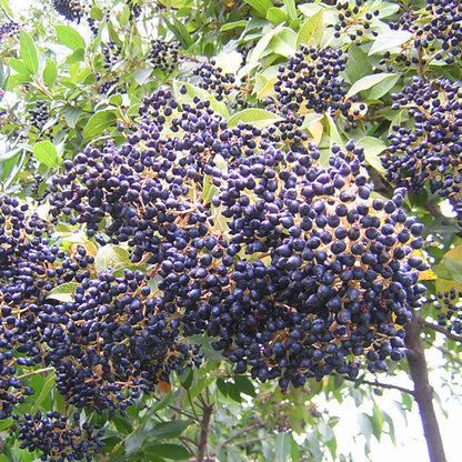 Viburnum tinus - Tino (Alveolo forestale)