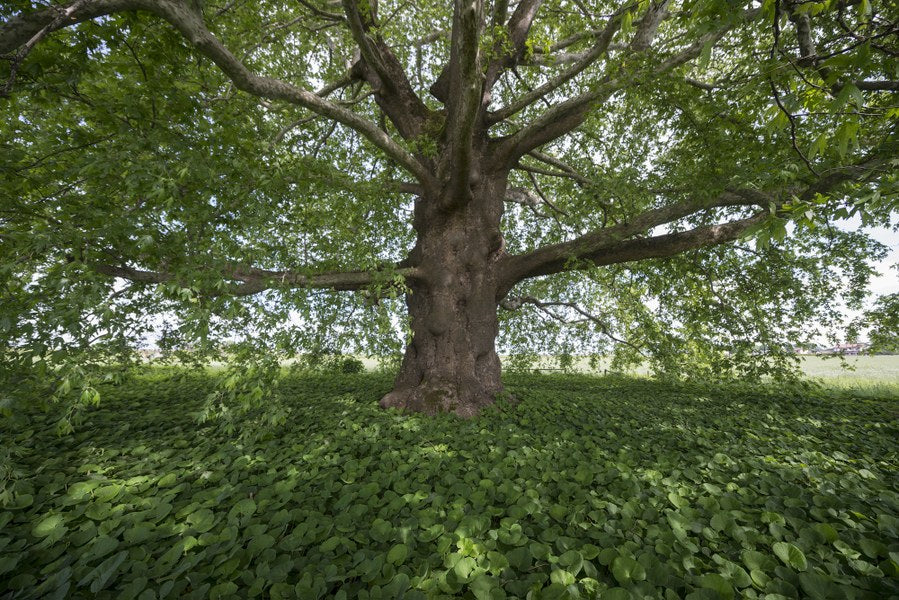 Platanus orientalis - platano orientale (Vaso quadro 9x9x20 cm)