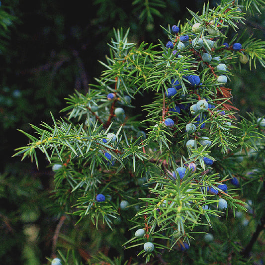 Juniperus communis - juniper (30 seeds)