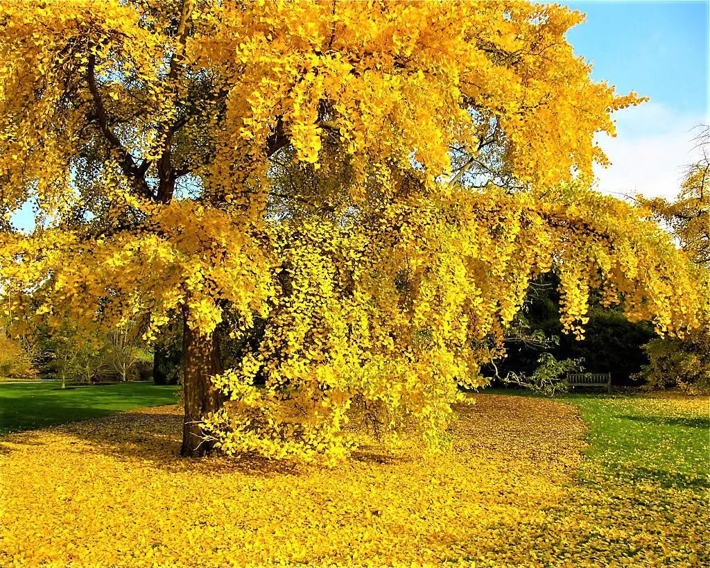 Ginkgo biloba - albero della vita (Vaso quadro 9-12-16 cm)