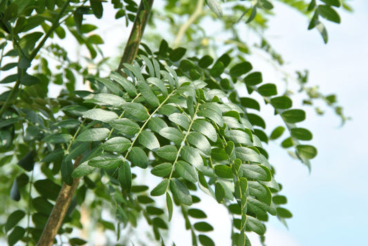 Gleditsia triacanthos var. inermis - defenseless thorn tree (forest socket)