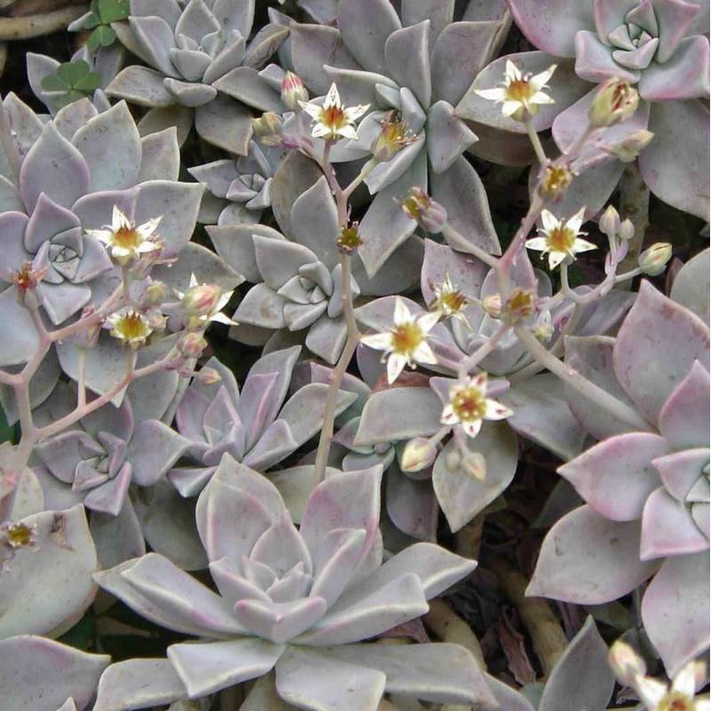 Graptopetalum paraguayense - graptopetalo (1 Talea)