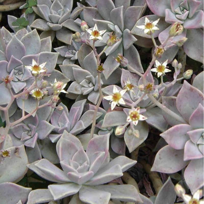 Graptopetalum paraguayense - graptopetalo (1 Talea)