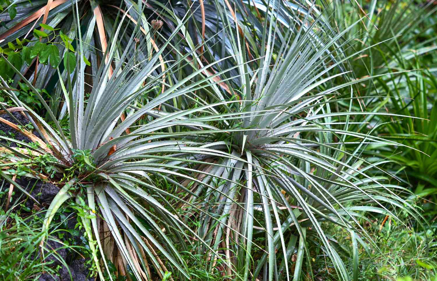 Dasylirion texanum - dasilirio (Vaso 18 cm)