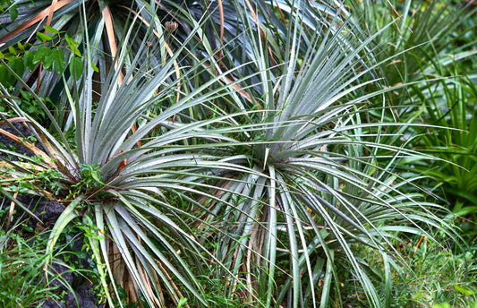 Dasylirion texanum - dasilirio (Vase 18 cm)