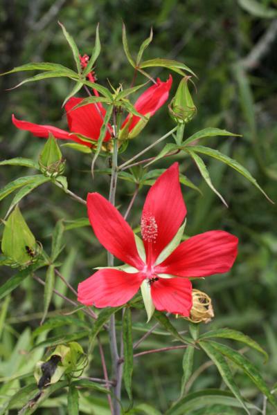 Hibiscus coccineus – scarlet hibiscus, Texas star (Forest hibiscus)