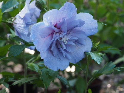 Hibiscus syriacus - ibisco cinese (Vaso 18 cm)