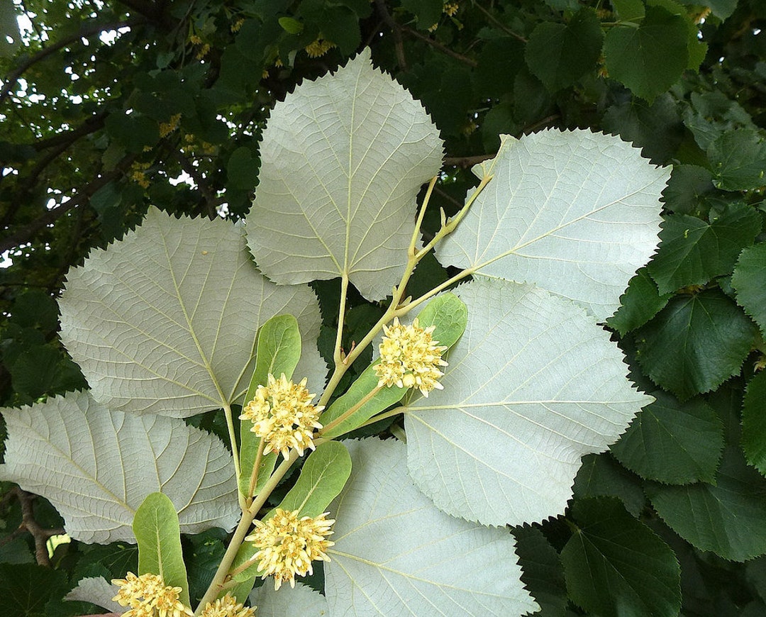 Tilia tomentosa - tiglio argentato (Vaso quadro 9x9x20 cm)