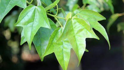 Acer buergerianum - acero tridente (Vaso quadro 9x9x20 cm)