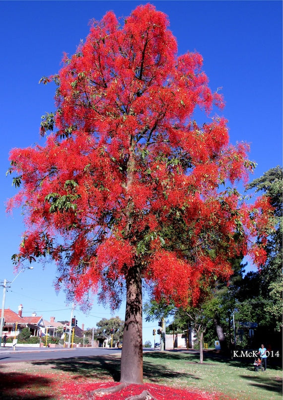 Brachychiton acerifolius - fire tree (Forest fire tree)