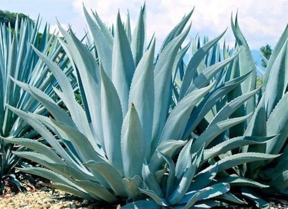 Agave tequilana - tequila agave (7cm square vase)