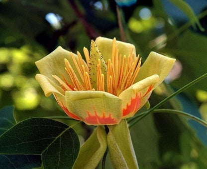 Liriodendron tulipifera - tulip tree (Square vase 9x9x20 cm)